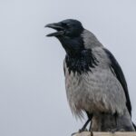 close up of a beautiful crow