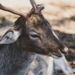 a beautiful deer in the forest